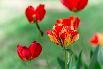red tulip flower isolated. tulip flower close up 