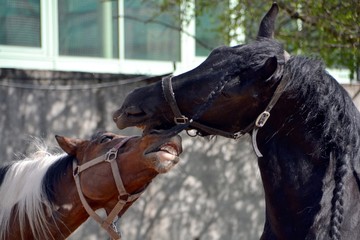 The friesian horse and the piebald horse having fun