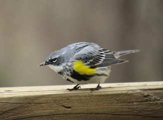 Puffed Warbler