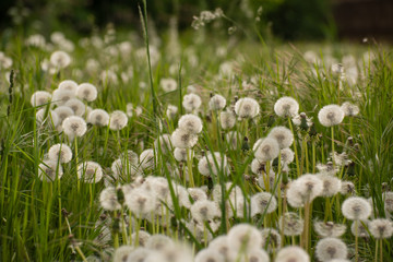 Obraz premium A field of faded dandelion flowers. Seeds of dandelion flower
