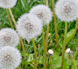 dandelion in the grass