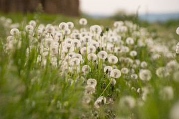 A field of faded dandelion flowers. Seeds of dandelion flower