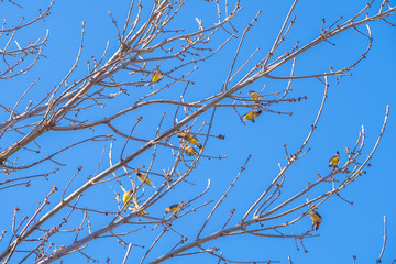 yellow birds in the branches of a tree