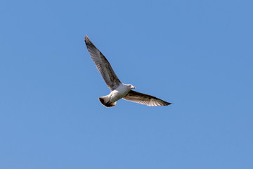 Obraz premium Möve am blauen Himmel der Nordsee