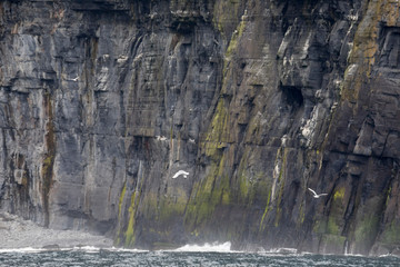 Vögel an den Cliffs of Moher - Irland