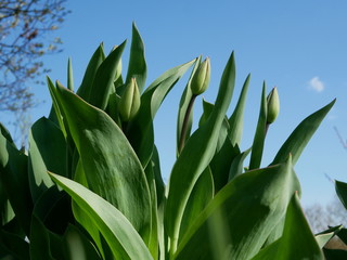 Tulips bud. Spring has come