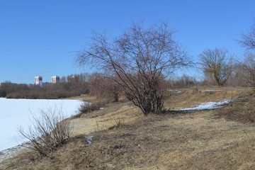 trees in the snow in early spring