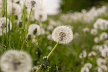 Close-up of a faded dandelion blossom. Seeds of dandelion flower