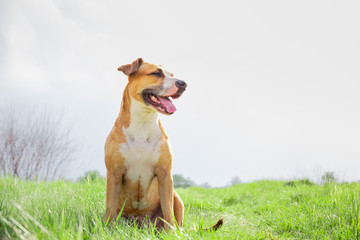 Happy healthy dog at a field in the spring. Portrait of a staffordshire terrier sitting on a lovely green grass