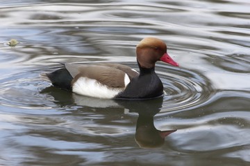 Male red-crested pochard (Netta rufina)