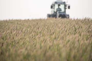 Obraz premium Blooming rye field with a tractor in the background
