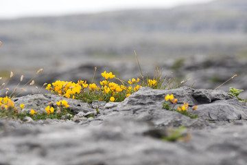Gelbe Blümchen im Burren - Irland