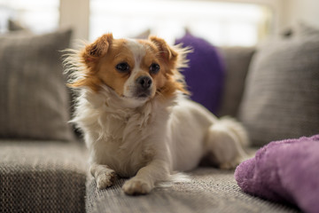 Portrait of a white brown longhair chihuahua dog lying on the couch with natural backlight