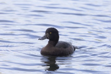 Female tufted duck (Aythya fuligula)