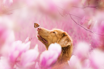 Obraz premium Dog with butterfly on the nose