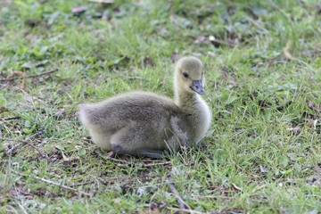 A greylag goose (Anser anser) duckling