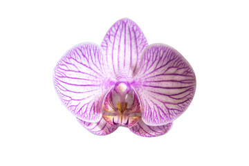 Flowers Orchid on a white background