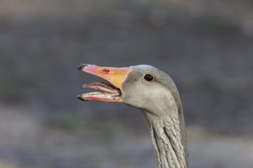 Portrait of a threatening greylag goose