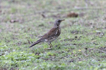 Fieldfare (Turdus pilaris)