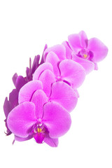Fototapeta na wymiar Pink orchids on white background