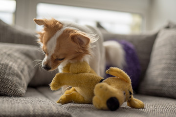 Portrait of a white brown longhair chihuahua playing with his toy dog