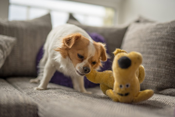 Portrait of a white brown longhair chihuahua playing with his toy dog