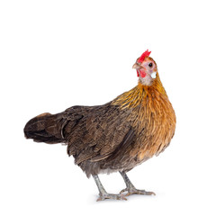 Curious brown dwarf hen standing side ways, head turned backwards looking at lens. Isolated on...