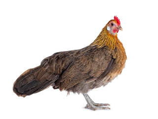 Curious brown dwarf hen standing side ways, looking straight ahead. Isolated on white background.