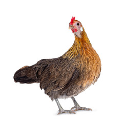 Curious brown dwarf hen standing side ways, head turned backwards looking at lens. Isolated on white background.