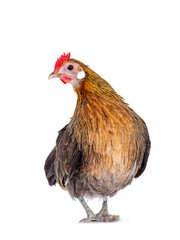 Curious brown dwarf hen standing facing front, head turned to the side, looking at lens. Isolated on white background.