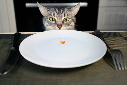 The surprised cat looks at the empty plate with red caviar. Improper nutrition for the animals. The affected pet, unfairly left without food. Blank plate is on the table in the kitchen.