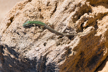 Lizard crawling on the rock. Wildlife in Puglia, Salento, Italy
