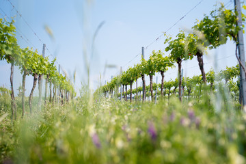 Blooming meadow flowers in the biological vineyard in bright blue sky