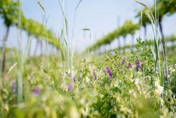 Blooming meadow flowers in the biological vineyard in bright blue sky