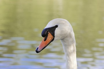 Obraz premium Portrait of a mute swan