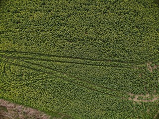 Drone Top View of Green Rape Seed Fields