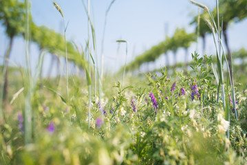 Blooming meadow flowers in the biological vineyard in bright blue sky