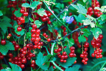 red currant berries on branches with green leaves in garden