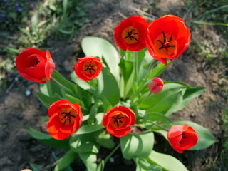 Obraz premium red open tulips with green leaves bloom in the garden. top view