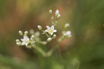 Thyme-leaf sandwort, Arenaria serpyllifolia