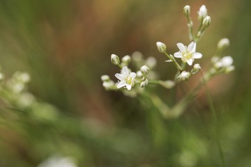 Thyme-leaf sandwort, Arenaria serpyllifolia