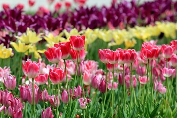 Bright tulips in the Park