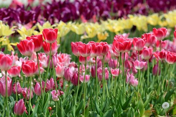 Bright tulips in the Park