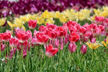 Bright tulips in the Park