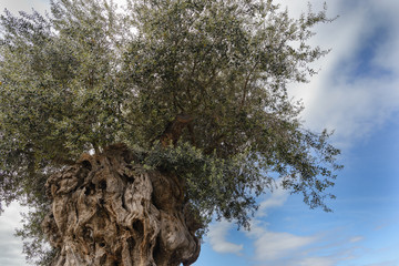 Olea europaea, llamada comúnmente olivo, olivera o aceituno, es un árbol pequeño perennifolio, longevo, que puede alcanzar hasta 15 m de altura, con copa ancha y tronco grueso, de aspecto retorcido. 