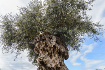 Olea europaea, llamada comúnmente olivo, olivera o aceituno, es un árbol pequeño perennifolio,...