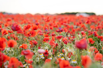 Red poppy flower field on the outskirts of Vienna during the sunset in spring