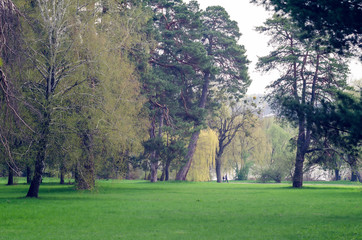 Big trees and green grass in the city park in spring