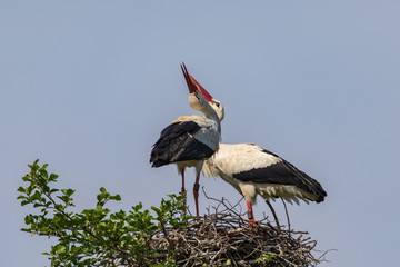 Weißstorchenpaar 25