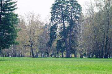 Big trees and green grass in the city park in spring